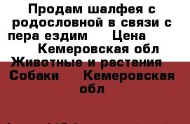 Продам шалфея с родословной в связи с пера ездим.  › Цена ­ 5 000 - Кемеровская обл. Животные и растения » Собаки   . Кемеровская обл.